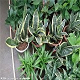 Hot Sale! 100pcs / bag Rare Chinese Sansevieria Seeds 20 verschiedene Bonsai-Baum-Samen Garten neue Pflanzen Anti-Radiation