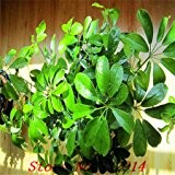 Hot Sale! 100pcs / bag Seltene chinesische Pachira Macrcarpa Seeds 20 verschiedene Bonsai-Baum-Samen Garten neue Pflanzen Anti-Radiation