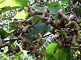 Hovenia dulcis-Rosinen vom eigenen Baum essen!! exotische Pflanze, Samen!!