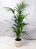 Howea forsteriana - Kentia Palme 130 cm // Zimmerpalme Zimmerpflanze