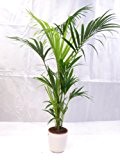 Howea forsteriana - Kentia Palme - 170 cm // Zimmerpflanze - dicht + buschig, absolutes Premium-Produkt