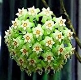 Hoya carnosa Army Green - Porzellanblume - Wachsblume - 10 Samen