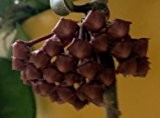 Hoya carnosa Chocolate - Porzellanblume - Wachsblume - 10 Samen