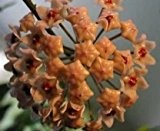 Hoya carnosa Dark Khaki - Porzellanblume - Wachsblume - 10 Samen