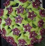 Hoya carnosa green-violet - Porzellanblume - Wachsblume - 10 Samen