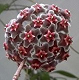 Hoya carnosa grey-purple - Porzellanblume - Wachsblume - 10 Samen