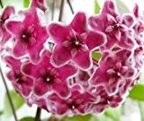 Hoya carnosa Pink - Porzellanblume - Wachsblume - 10 Samen
