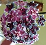 Hoya carnosa Purple - Porzellanblume - Wachsblume - 10 Samen