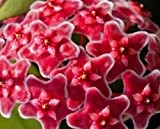 Hoya carnosa red - Porzellanblume - Wachsblume - 10 Samen