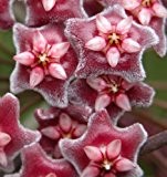 Hoya carnosa red-white - Porzellanblume - Wachsblume - 10 Samen