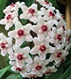 Hoya carnosa White - Porzellanblume - Wachsblume - 10 Samen