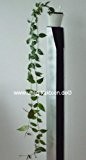 Hoya paziae 8 cm