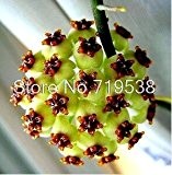 Hoya Samen, Topfblumensamen, die komplette Vielzahl Hoya carnosa Samen 10 Partikel / pack