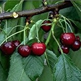 Hudson Kirsche, Kirschbaum Buschbaum, Prunus avium, Obstbaum selbstbefruchtend, Kirsche rot, im Topf, 120 - 150 cm