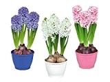 Hyacinthus Multiflora Mix 3 Töpfe mit jeweils drei vorgekeimten Blumenzwiebeln Indoor/Outdoor frosthart