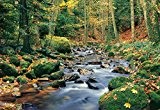 Idealdecor 278 Forest Stream, 366 x 254 cm