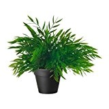 IKEA FEJKA - Artificial potted plant, House bamboo- 10 cm