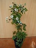 immergrüne dornlose Brombeere Rubus Thornless Evergreen 80 cm hoch im 2 Liter Pflanzcontainer
