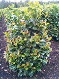 immergrüner Kirschlorbeer Prunus laurocerasus Etna -R- 100 - 125 cm hoch und 80 cm breit im 12 Liter Pflanzcontainer Solitär