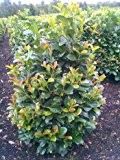 immergrüner Kirschlorbeer Prunus laurocerasus Etna -R- 30 -40 cm hoch im 3 Liter Pflanzcontainer