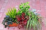 Immergrünes Balkonpflanzen-Set 6 wintergrüne Pflanzen für 60 cm Balkonkasten