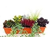 immergrünes Balkonpflanzen-Set für Balkonkasten 80 cm lang