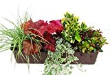 immergrünes Balkonpflanzen-Set für Balkonkästen ab 60 cm Länge 5 Pflanzen