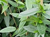 Immergrünes Geissblatt - Lonicera henryi - Kletterpflanze