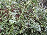 Immergrünes Geißblatt - Lonicera Henryi - Kletter-/Schlingpflanze, robust, starker Wuchs, 40-60 cm