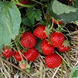 Immertragende Erdbeere HUMMI®-GENTO 12 Stück