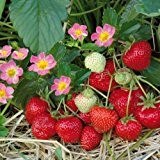 Immertragende Erdbeere HUMMI®-MEROSA HZ 6 Stück