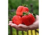 Immertragende Riesen-Erdbeere Rosanna® Früchte bis zum Frost wahlweise 3 oder 6 Pflanzen (3)