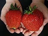 Immertragende Riesen-Erdbeere Rosanna® Früchte bis zum Frost wahlweise 3 oder 6 Pflanzen (6)