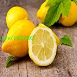 Importieren Zitrone Samen, köstlich Kalk Fruchtsamen, 100% wirklich Citrus limon Samen, 50 Partikel / bag