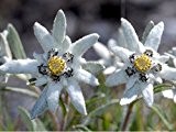 Importiertes Saatgut, 20seeds / lot Edelweiss (Leontopodium alpinum) Samen Blumensamen Bonsai Pflanze DIY Hausgarten