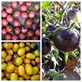 INDIGO SET: Indigo Rose, Cherry Drops, Kumquat, 60 Samen