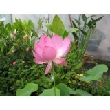 Indische Lotusblume (Nelumbo nucifera) 10 Samen ***Blütenfarbe-Pink***