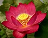 Indische Lotusblume rot - Nelumbo nucifera red - 3 Samen