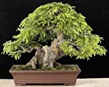 Indischer Dattelbaum - Tamarindus indica - Tamarinde - 5 Samen