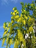 Indischer Goldregen-Gelbe Kassie (Cassia fistula) 20 Samen