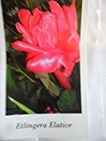 INGWER, roter Torch, Etlingera Elatior mehrjährig, exotische Pflanze 10 Samen !!