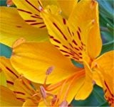 Inkalilie Orange King - Alstroemeria aurea