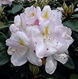 INKARHO - Großblumige Rhododendron Gomer Waterer 40-50cm - Alpenrose