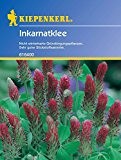 Inkarnatklee, Trifolium incarnatum var. sativum - 1 Portion
