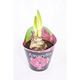 Inter Flower - 1 XL Amaryllis im 12cm Topf Rosa, Zimmerpflanze
