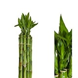 Inter Flower-10 stück lucky bamboo Glücksbambus 60cm lang +/- ,gerade