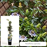 Inter Flower- Blaue Passionsblume `Passiflora caerula` Garten -und Balkonpflanze
