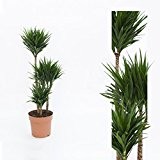 Inter Flower - Dracaena comp.Compacta,Drachenbaum,Drachenlilie 90cm +/-
