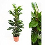 Inter Flower -Ficus cyathistipula (Maulbeerbaum) 100cm +/- Zimmerpflanze
