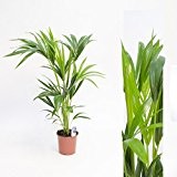 Inter Flower -Howea forsteriana 90cm +/- Kentia Palme Zimmerpflanze Kentiapalme Zimmerpalme